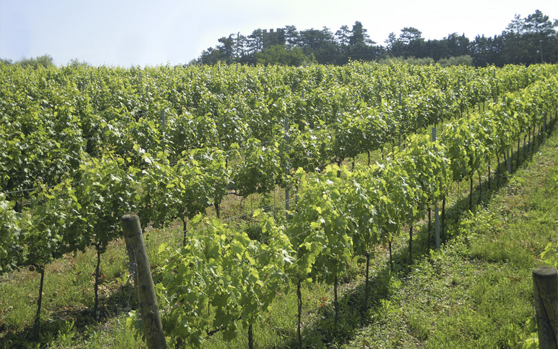 Cantina Petreto Azienda Agraria Villa Valentina Umbertide Umbria